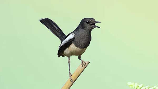 Chim chích chòe than – Loài chim có giọng hót thanh thót
