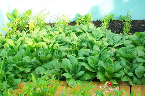 Kỹ thuật trồng rau cải đơn giản tại nhà – xanh tốt – nhanh thu hoạch