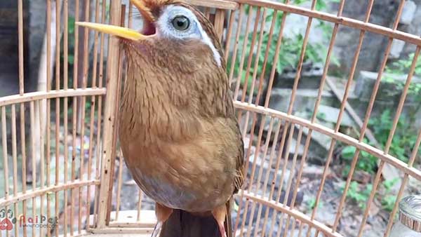 Độc nhất tại Việt Nam: 72 con chim "quý tộc" trị giá 10 tỷ đồng, có 2 bảo  mẫu riêng chăm sóc