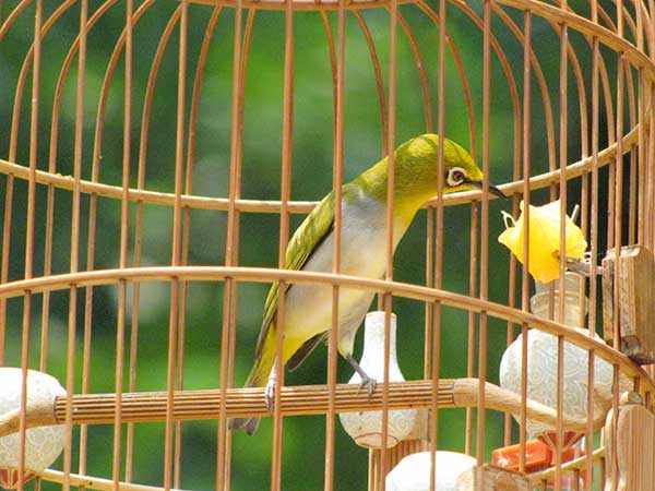 Chim Vành Khuyên: Đặc điểm, cách nuôi và chăm sóc