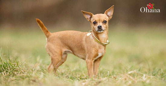 Mua bán chó Chihuahua thuần chủng giá tốt có bảo hành