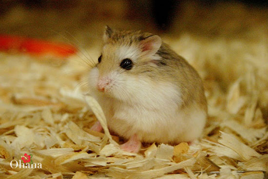 cách nuôi chuột hamster bear