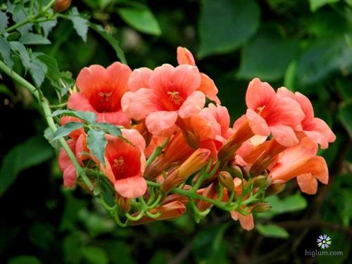 Hoa Đăng Tiêu – đặc điểm, cách trồng và chăm sóc